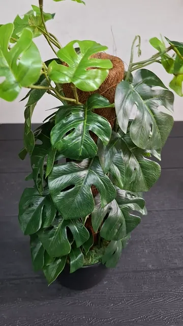 Planta Artificial Monstera con Tutor Decoracion Hogar - Video 4