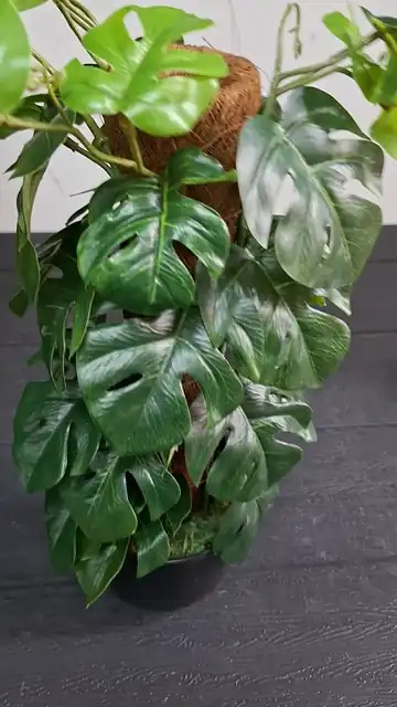 Planta Artificial Monstera con Tutor Decoracion Hogar