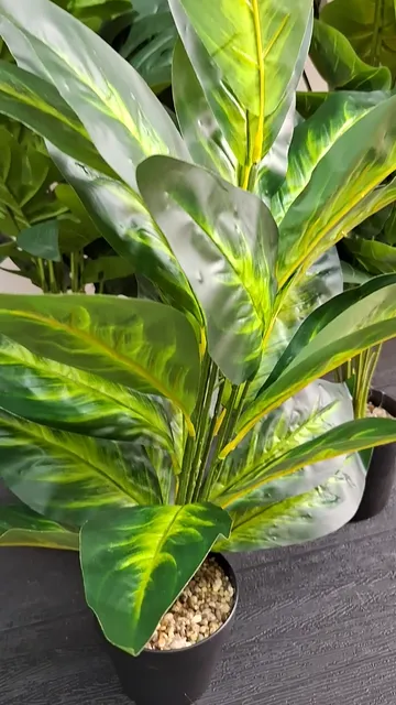 Planta Artificial Maceta Dieffenbachia Calathea 70cm Deco - Video 3
